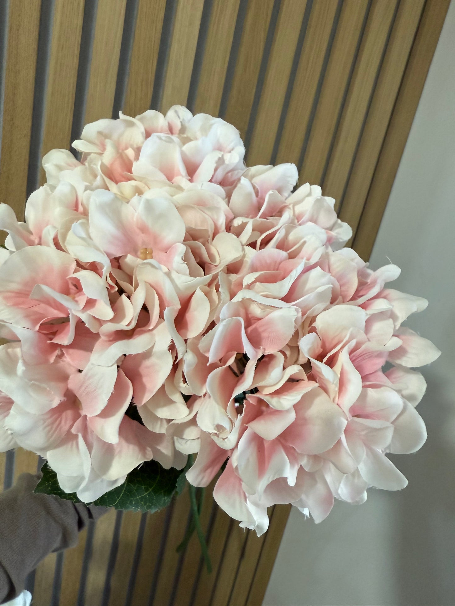 Pink Hydrangea Stem